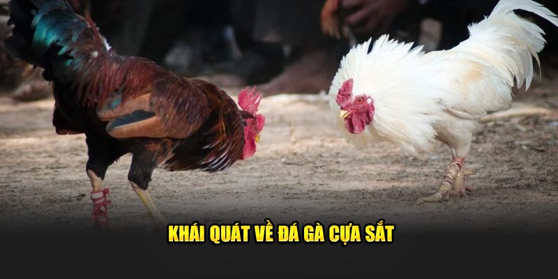 Khái quát về đá gà cựa sắt Khái quát về đá gà cựa sắt
